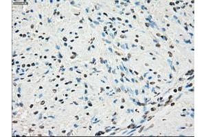 Image no. 12 for anti-P450 (Cytochrome) Oxidoreductase (POR) antibody (ABIN1497743) (POR 抗体)