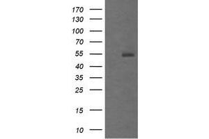 Image no. 1 for anti-Mdm4-binding Protein (MDM4) antibody (ABIN1499357) (MDM4-binding Protein 抗体)