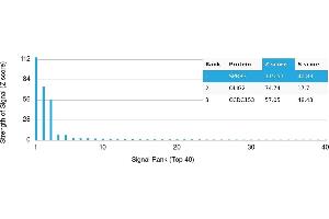 Protein Array (PAr) image for anti-Oligodendrocyte Lineage Transcription Factor 2 (OLIG2) antibody (ABIN7456034) (OLIG2 抗体)