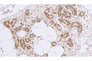Immunohistochemistry (IHC) image for anti-LAP2 beta gamma/tmpo (AA 404-454) antibody (ABIN7453457) (LAP2 beta gamma/tmpo (AA 404-454) 抗体)