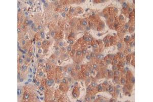 IHC-P analysis of Kidney tissue, with DAB staining. (TRAPPC2 抗体  (AA 1-140))