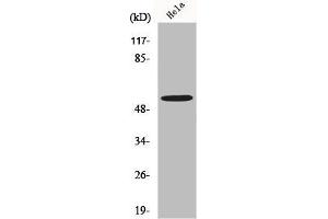 Western Blot analysis of K562 cells using MLKL Polyclonal Antibody (MLKL 抗体  (N-Term))