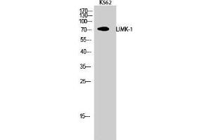 Western Blot (WB) analysis of K562 cells using LIMK-1 Polyclonal Antibody. (LIM Domain Kinase 1 抗体  (Internal Region))