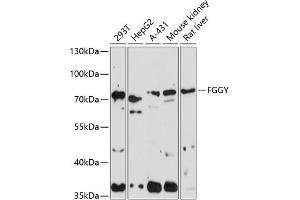Western blot analysis of extracts of various cell lines, using FGGY antibody (ABIN7267174) at 1:1000 dilution. (FGGY 抗体  (AA 1-250))