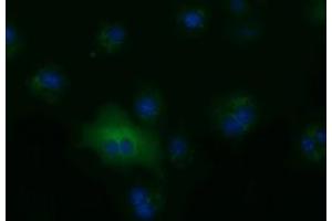Anti-ALDH1L1 mouse monoclonal antibody (ABIN2452747) immunofluorescent staining of COS7 cells transiently transfected by pCMV6-ENTRY ALDH1L1 (RC213720). (ALDH1L1 抗体)