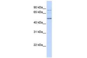 Image no. 1 for anti-Amyotrophic Lateral Sclerosis 2 (Juvenile) Chromosome Region, Candidate 12 (ALS2CR12) (AA 36-85) antibody (ABIN6741155) (ALS2CR12 抗体  (AA 36-85))