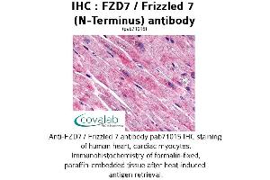 Image no. 1 for anti-Frizzled Family Receptor 7 (FZD7) (Extracellular Domain), (N-Term) antibody (ABIN1734508) (FZD7 抗体  (Extracellular Domain, N-Term))