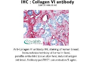 Image no. 2 for anti-Collagen, Type VI (COL6) antibody (ABIN1733229) (COL6 抗体)