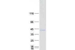 Western Blotting (WB) image for Male Enhanced Antigen 1 (MEA1) protein (Myc-DYKDDDDK Tag) (ABIN2725719)
