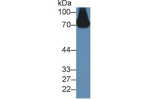 Western Blot; Sample: Mouse Serum; ;Primary Ab: 2µg/ml Rabbit Anti-Mouse a2PI Antibody;Second Ab: 0. (a2PI (AA 348-491) 抗体)