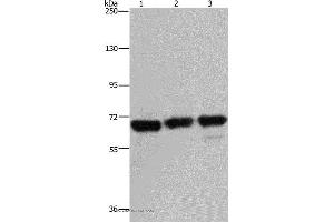 Western blot analysis of 293T, Jurkat and Hela cell, using PCK2 Polyclonal Antibody at dilution of 1:750 (PEPCK 抗体)