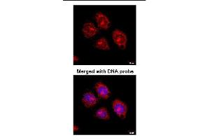 Immunofluorescence analysis of paraformaldehyde-fixed HeLaS3, using Flotillin-2 antibody at 1:100 dilution. (Flotillin 2 抗体)
