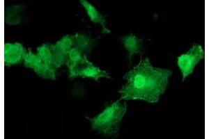 Anti-AKT1 mouse monoclonal antibody (ABIN2455512) immunofluorescent staining of COS7 cells transiently transfected by pCMV6-ENTRY AKT1 (RC220257). (AKT1 抗体)