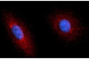 Immunofluorescence (IF) image for anti-Complement Factor P (CFP) (AA 28-469) antibody (PE) (ABIN5565192) (CFP 抗体  (AA 28-469) (PE))
