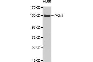 Western Blotting (WB) image for anti-Protein Kinase N1 (PKN1) (AA 1-300) antibody (ABIN1682293) (PKN1 抗体  (AA 1-300))