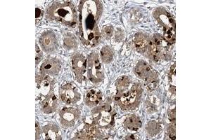Immunohistochemical staining of human breast with MUCL1 polyclonal antibody  shows moderate cytoplasmic and extracellular positivity in glandular cells at 1:20-1:50 dilution. (SBEM 抗体)