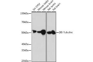 Western blot analysis of extracts of various cell lines, using βIII-Tubulin/β3-Tubulin antibody (ABIN7271049) at 1:1000 dilution. (TUBB3 抗体)