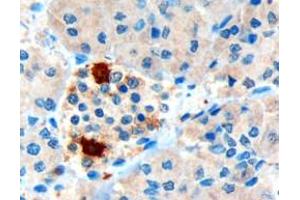 ABIN185420 (3µg/ml) staining of paraffin embedded Human Pancreas. (PPY 抗体  (Internal Region))