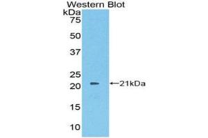 Western Blotting (WB) image for anti-Protein S (PROS) (AA 481-667) antibody (ABIN1860323)