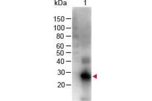 Image no. 1 for Goat anti-Human IgG (Fc Region) antibody (Biotin) (ABIN294999) (山羊 anti-人 IgG (Fc Region) Antibody (Biotin))