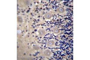 Formalin fixed and paraffin embedded human cerebellum tissue reacted with DRG1 / NEDD3 Antibody (C-term) followed by peroxidase conjugation of the secondary antibody and DAB staining. (DRG1 抗体  (C-Term))