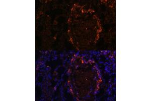 Immunofluorescence analysis of rat lung using BTN3 Polyclonal Antibody (0288) at dilution of 1:100 (40x lens). (BTN3A1 抗体  (AA 40-250))