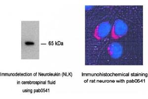 Image no. 2 for anti-Glucose-6-Phosphate Isomerase (GPI) antibody (ABIN347737) (GPI 抗体)
