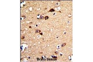 Formalin-fixed and paraffin-embedded human brain tissue with UNC5C Antibody (Center), which was peroxidase-conjugated to the secondary antibody, followed by DAB staining. (Unc5c 抗体  (AA 188-217))