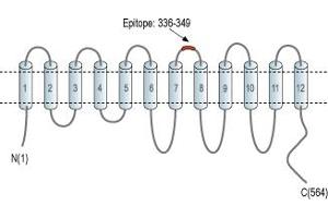 Representative domain view of the target of ABIN7885496.