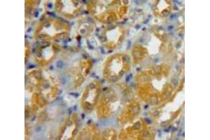 IHC-P analysis of Kidney tissue, with DAB staining. (DEFB103A 抗体  (AA 23-67))
