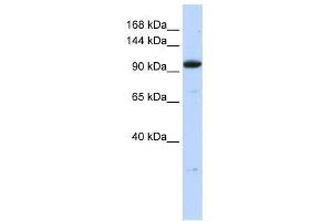ZNF228 antibody used at 2.