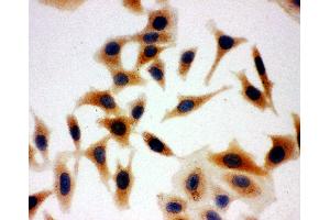 Anti-Aquaporin 3 antibody, ICC ICC: HELA Cell (AQP3 抗体  (C-Term))