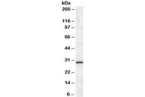 Western blot testing of human liver lysate with ERP29 antibody at 0. (ERP29 抗体)
