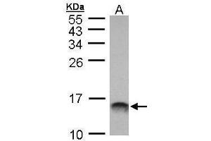 WB Image Sample (30 ug of whole cell lysate) A: Molt-4 , 15% SDS PAGE antibody diluted at 1:1000 (MIF 抗体)