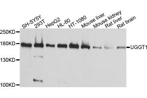 Western blot analysis of extracts of various cell lines, using μgGT1 antibody (ABIN5995527) at 1/1000 dilution. (UGGT1 抗体)