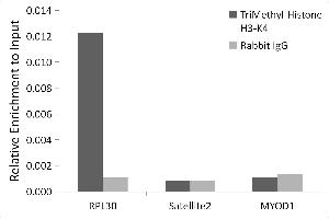 Chromatin immunoprecipitation analysis of extracts of HeLa cells, using H3K4me3 antibody (ABIN3023253, ABIN3023254, ABIN3023255, ABIN1513001 and ABIN6219512) and rabbit IgG. (Histone 3 抗体  (H3K4me3))
