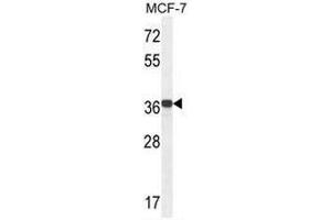 GPD1L Antibody (N-term) western blot analysis in MCF-7 cell line lysates (35µg/lane).