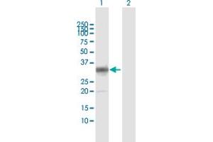 Western Blot analysis of PLSCR1 expression in transfected 293T cell line by PLSCR1 MaxPab polyclonal antibody. (PLSCR1 抗体  (AA 1-318))