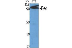 Western Blot (WB) analysis of specific cells using Fer Polyclonal Antibody. (FER 抗体  (Ser376))