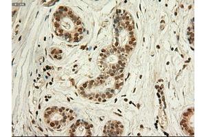 Image no. 2 for anti-Myc Proto-Oncogene protein (MYC) antibody (ABIN1497011) (c-MYC 抗体)