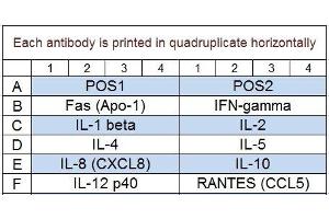 Image no. 1 for Feline Cytokine Array Q1 (ABIN4956020) (Feline Cytokine Array Q1)