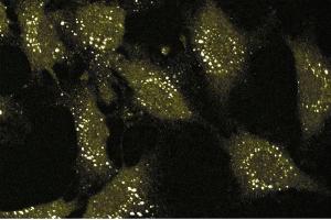 Immunofluorescence staining of human endothelial cells. (CD51 抗体  (AA 609-722))