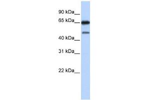 NR2C2 antibody used at 1 ug/ml to detect target protein. (TR4 抗体  (N-Term))