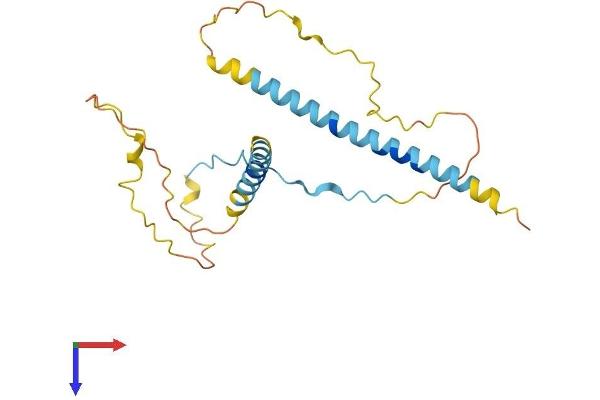 RCAS1 Protein (AA 1-213) (His tag)