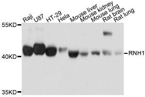 Western blot analysis of extracts of various cell lines, using RNH1 antibody. (RNH1 抗体  (AA 202-461))