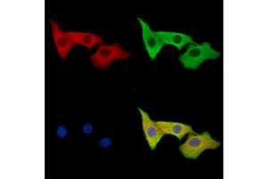 ABIN7096709 and ABIN7100774 staining HepG2 cells by IF/ICC. (Zona Pellucida Glycoprotein 3 抗体)
