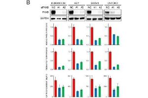 Western Blotting (WB) image for anti-Paired Box 8 (PAX8) antibody (ABIN2855097)