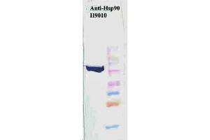 Western Blot analysis of Human HeLa cell lysates showing detection of Hsp90 protein using Mouse Anti-Hsp90 Monoclonal Antibody, Clone H9010 . (HSP90 抗体  (Atto 488))