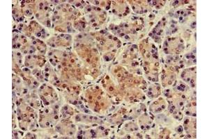 Immunohistochemistry of paraffin-embedded human pancreatic tissue using ABIN7161848 at dilution of 1:100 (NUPR1 抗体  (AA 2-64))