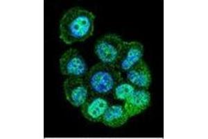 Confocal immunofluorescent analysis of RACGAP1 Antibody (N-term) Cat. (RACGAP1 抗体  (N-Term))